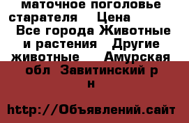 маточное поголовье старателя  › Цена ­ 2 300 - Все города Животные и растения » Другие животные   . Амурская обл.,Завитинский р-н